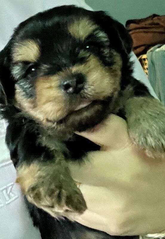 Yorkshire Terrier puppies for sale in Tipton, West Midlands – 3 weeks old