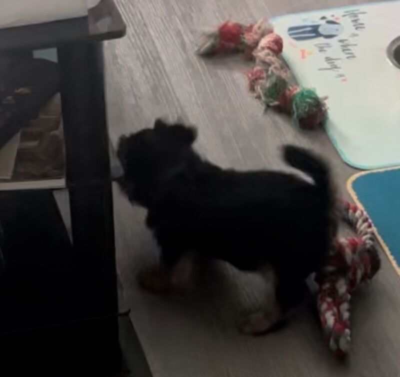 Yorkshire Terrier puppies for sale in Tipton, West Midlands – 9 weeks old