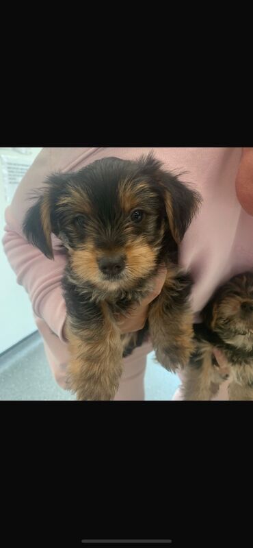 Yorkshire Terrier puppies for sale in Tipton, West Midlands – 9 weeks old - Image 6 of 15
