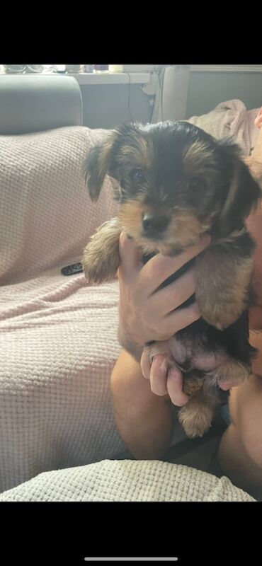 Yorkshire Terrier puppies for sale in Tipton, West Midlands – 9 weeks old - Image 7 of 15