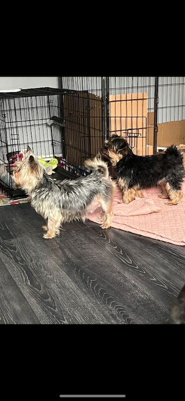 Yorkshire Terrier puppies for sale in Tipton, West Midlands – 9 weeks old - Image 8 of 15