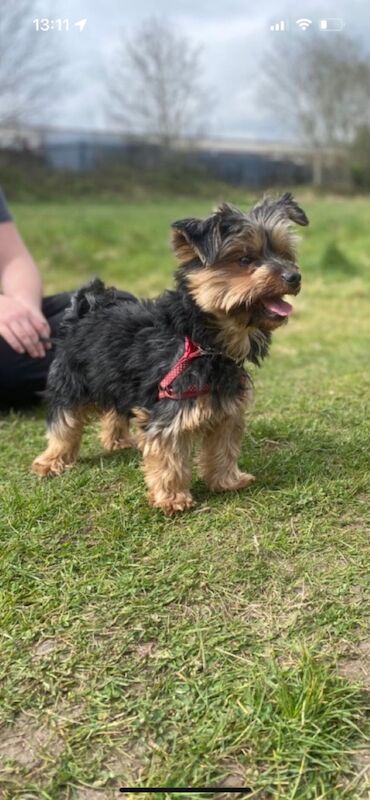 Yorkshire Terrier puppies for sale in Tipton, West Midlands – 9 weeks old - Image 9 of 15