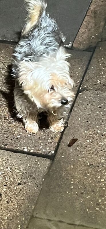 Yorkshire Terrier puppies for sale in Tipton, West Midlands – 9 weeks old - Image 10 of 15