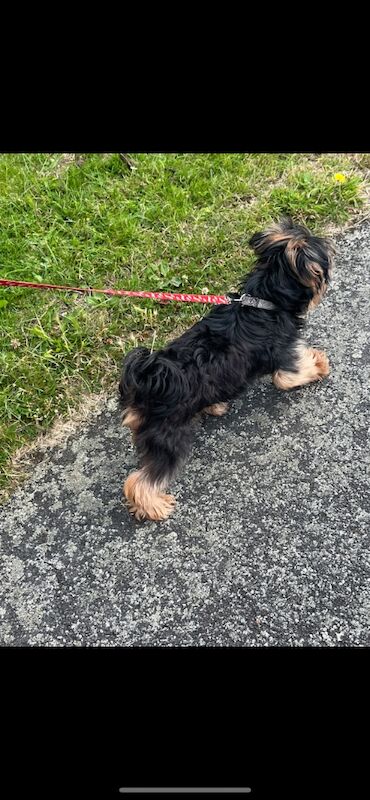 Yorkshire Terrier puppies for sale in Tipton, West Midlands – 9 weeks old - Image 11 of 15