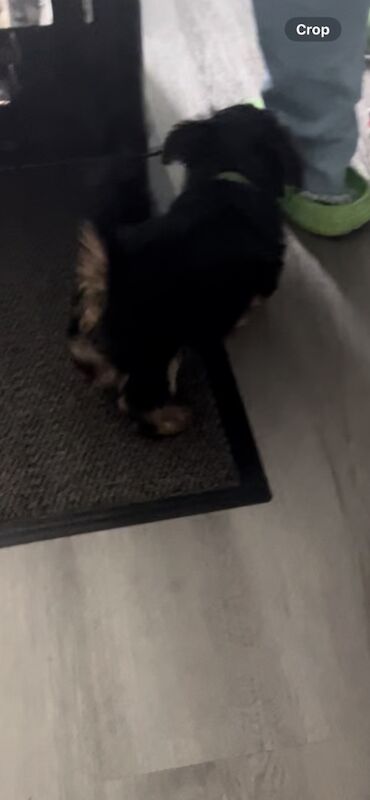 Yorkshire Terrier puppies for sale in Tipton, West Midlands – 9 weeks old - Image 12 of 15