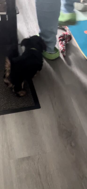 Yorkshire Terrier puppies for sale in Tipton, West Midlands – 9 weeks old - Image 14 of 15