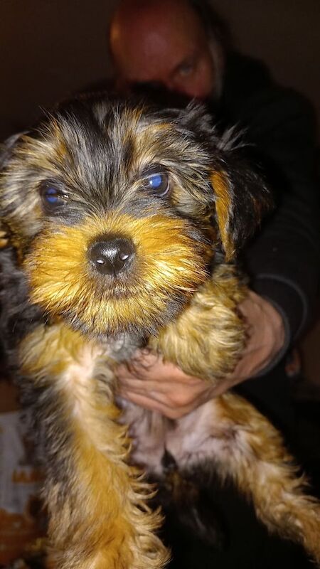 1 yorkshire terriers puppy for sale in Manchester, Greater Manchester