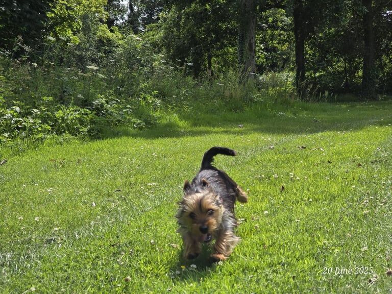 Yorkshire Terrier puppies for sale in Belfast, County Antrim – 10 months old