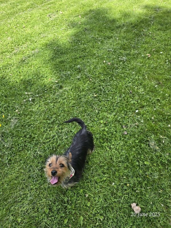 Yorkshire Terrier puppies for sale in Belfast, County Antrim – 10 months old - Image 2 of 4