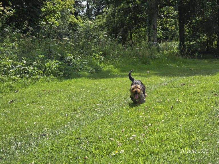 Yorkshire Terrier puppies for sale in Belfast, County Antrim – 10 months old - Image 3 of 4