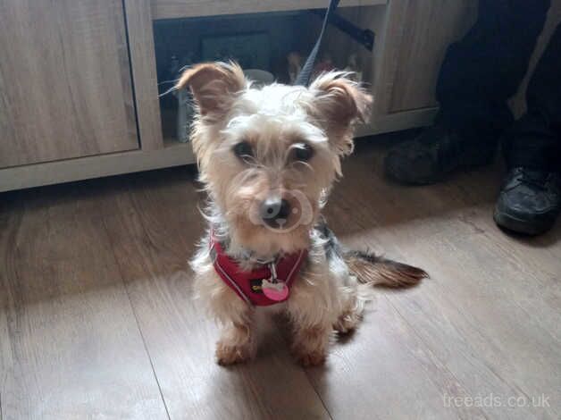 10 month Yorkie for sale in Warrington, Cheshire