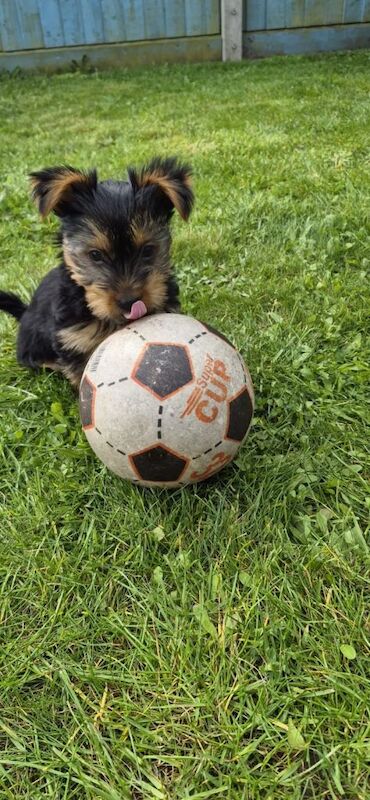 10 Week Old Puppy - Yorkshire Terrier - Image 2 of 4