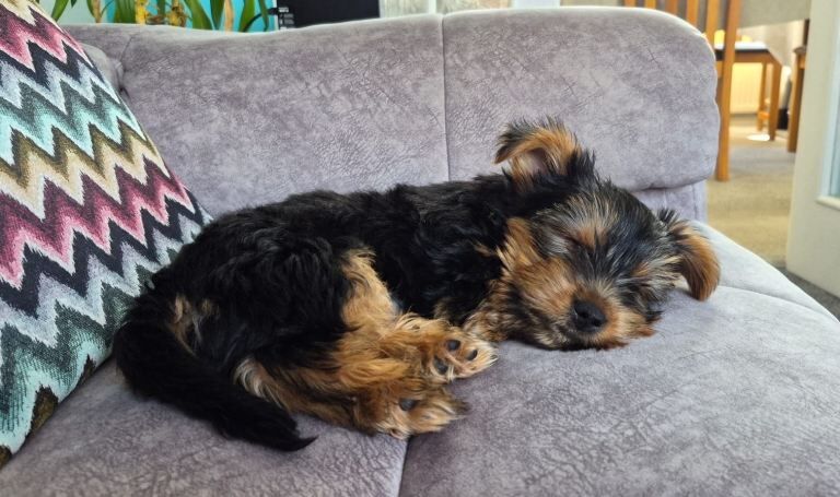 10 Week Old Puppy - Yorkshire Terrier - Image 3 of 4