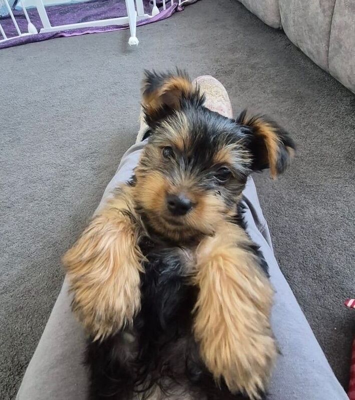 10 Week Old Puppy - Yorkshire Terrier - Image 4 of 4