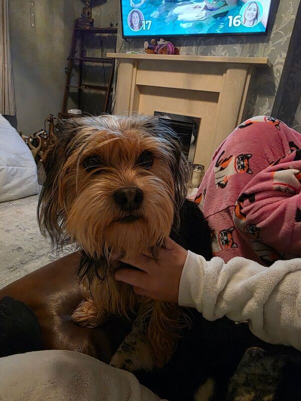 11 month old yorkshire terrier x cocker spaniel - Image 2 of 2