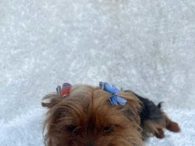 12 month old Yorkshire terrier girl for sale in Harrow, Harrow, Greater London
