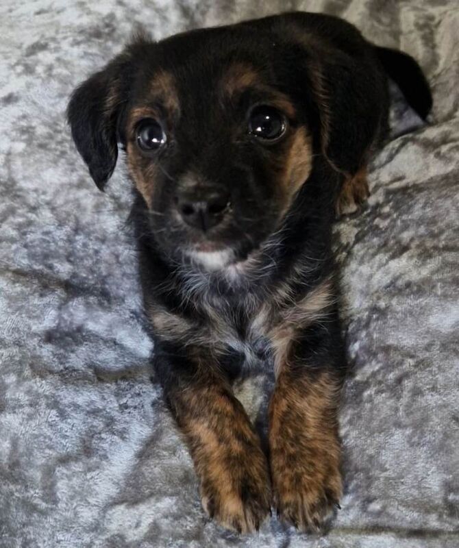 Yorkshire Terrier Puppies For Sale Under £1,000