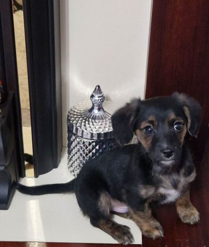 12 week old jack russell cross terrier my name milo - Image 2 of 5