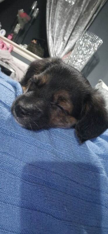12 week old jack russell cross terrier my name milo - Image 3 of 5