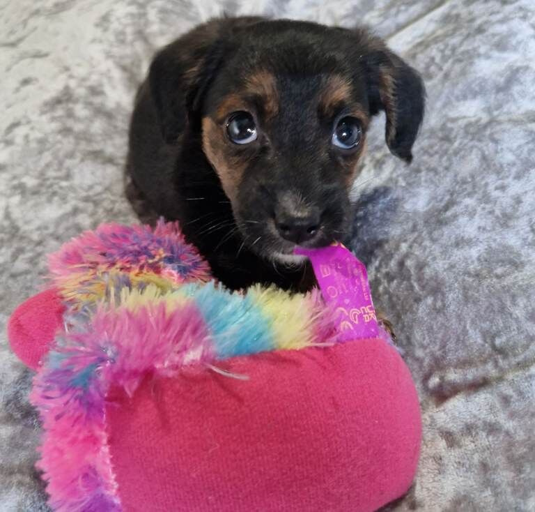 12 week old jack russell cross terrier my name milo - Image 4 of 5