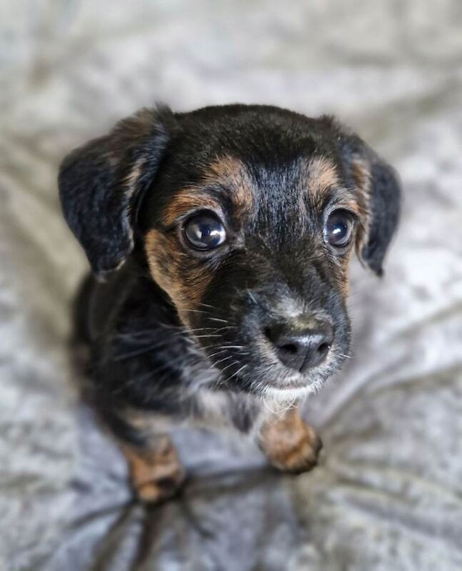 12 week old jack russell cross terrier my name milo - Image 5 of 5