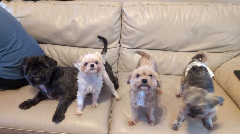 Yorkshire Terrier puppies for sale in North Wingfield, Derbyshire – 2 years old