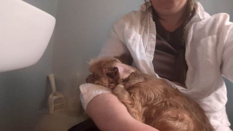 2 3/4 year old shorkie bitch - Image 2 of 2