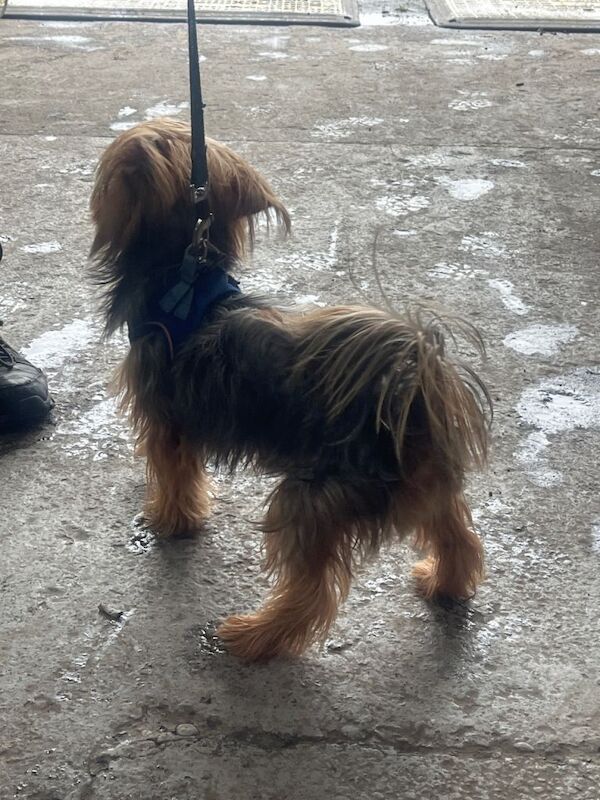 Yorkshire Terrier Puppies For Sale Under £1,000