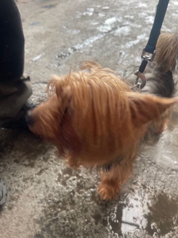 Yorkshire Terrier puppies for sale in Stoke-on-Trent, Staffordshire – 8 months old - Image 2 of 5