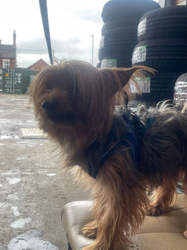 Yorkshire Terrier puppies for sale in Stoke-on-Trent, Staffordshire – 8 months old - Image 3 of 5