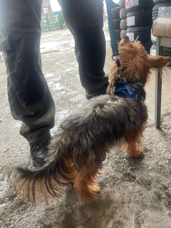 Yorkshire Terrier puppies for sale in Stoke-on-Trent, Staffordshire – 8 months old - Image 4 of 5
