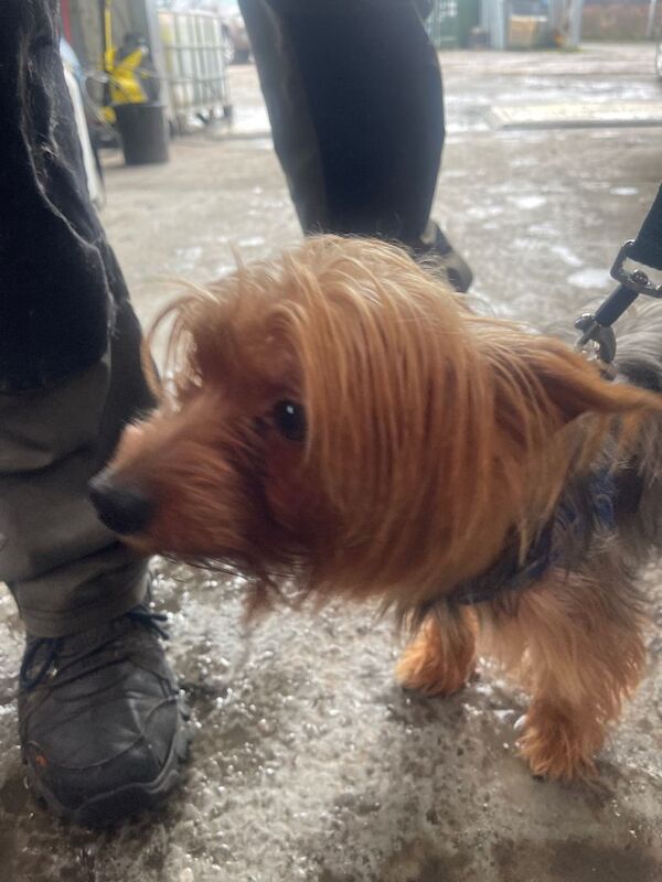 Yorkshire Terrier puppies for sale in Stoke-on-Trent, Staffordshire – 8 months old - Image 5 of 5