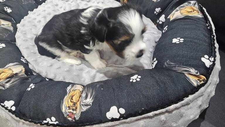 Yorkshire Terrier puppies for sale in Aylesbury, Buckinghamshire – 8 weeks old