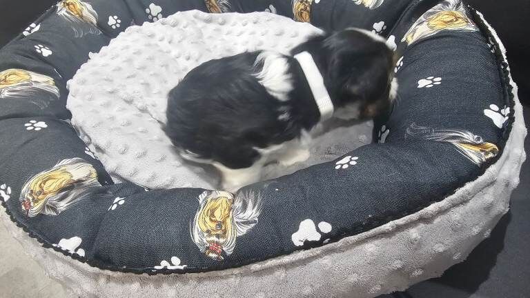 Yorkshire Terrier puppies for sale in Aylesbury, Buckinghamshire – 10 weeks old - Image 2 of 5