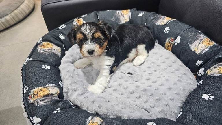 Yorkshire Terrier puppies for sale in Aylesbury, Buckinghamshire – 10 weeks old - Image 4 of 5