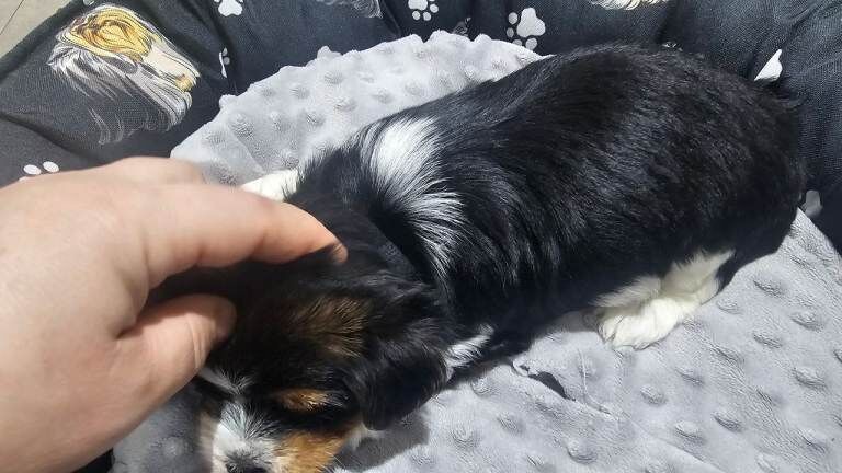 Yorkshire Terrier puppies for sale in Aylesbury, Buckinghamshire – 10 weeks old - Image 5 of 5