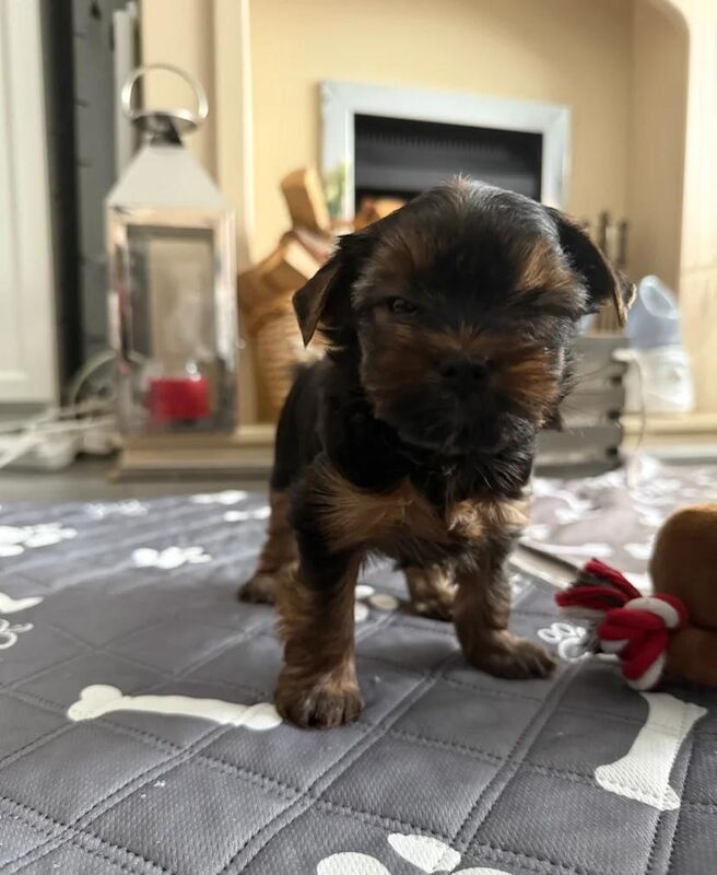 Yorkshire Terrier puppies for sale in Derby, Derbyshire – 6 weeks old - Image 3 of 3
