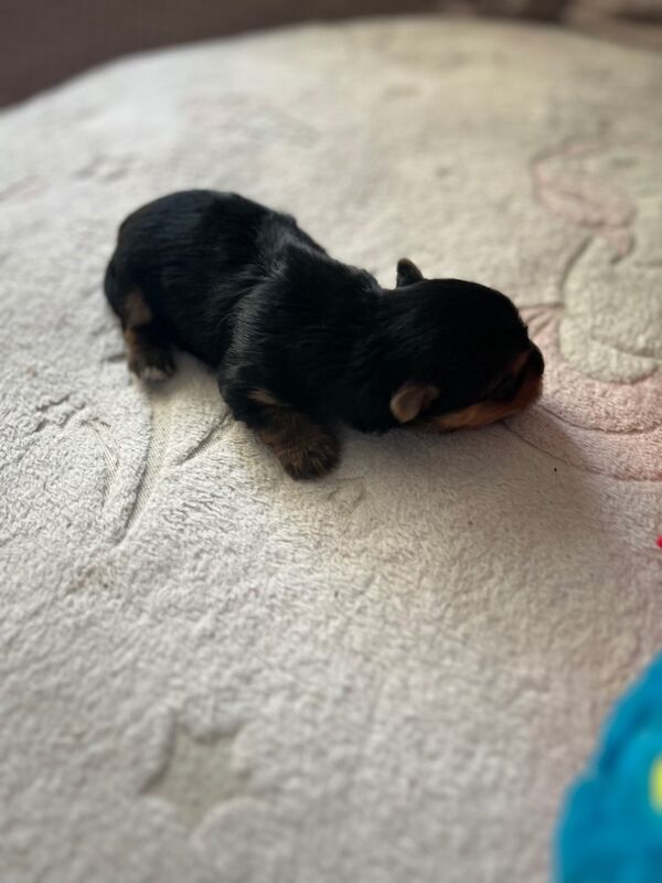 Yorkshire Terrier puppies for sale in Tipton, West Midlands – 1 week old