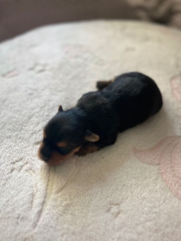Yorkshire Terrier puppies for sale in Tipton, West Midlands – 1 week old - Image 2 of 15