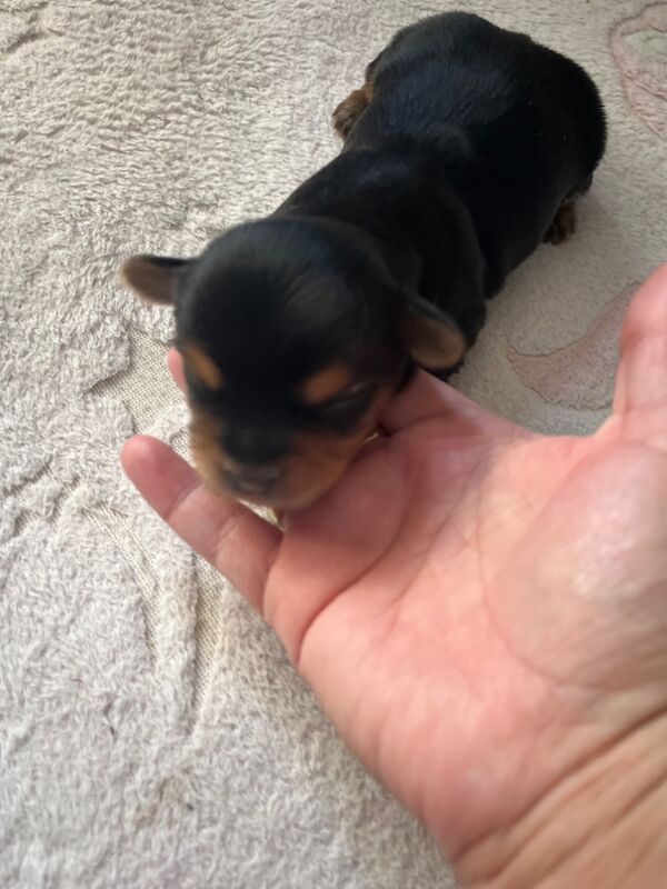 Yorkshire Terrier puppies for sale in Tipton, West Midlands – 1 week old - Image 4 of 15