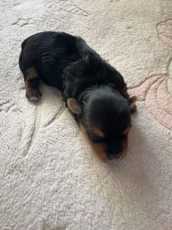 Yorkshire Terrier puppies for sale in Tipton, West Midlands – 1 week old - Image 5 of 15