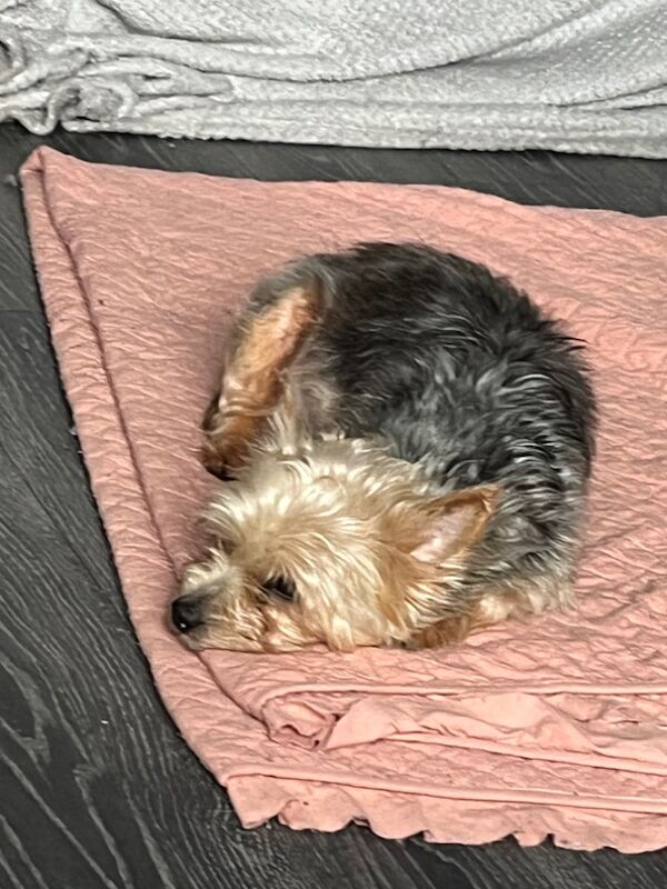 Yorkshire Terrier puppies for sale in Tipton, West Midlands – 1 week old - Image 9 of 15