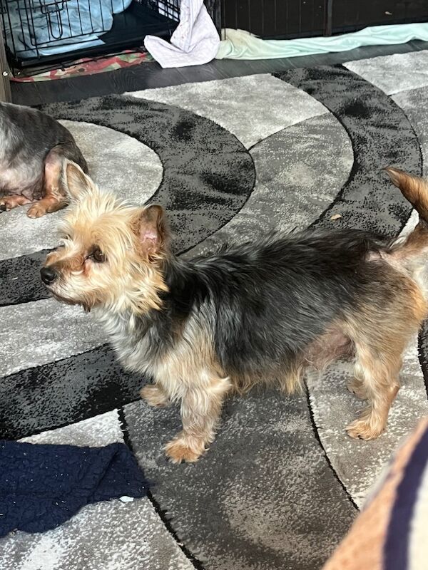 Yorkshire Terrier puppies for sale in Tipton, West Midlands – 1 week old - Image 10 of 15