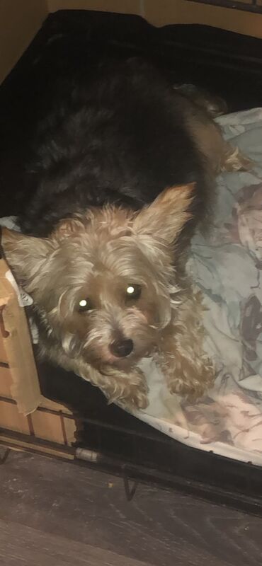 Yorkshire Terrier puppies for sale in Tipton, West Midlands – 1 week old - Image 11 of 15