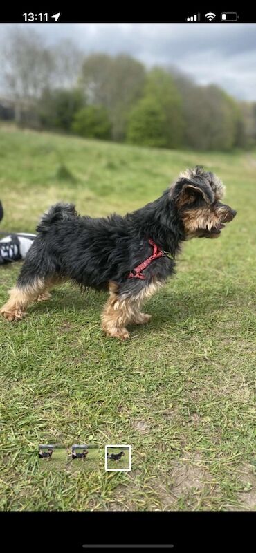 Yorkshire Terrier puppies for sale in Tipton, West Midlands – 1 week old - Image 12 of 15