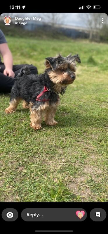 Yorkshire Terrier puppies for sale in Tipton, West Midlands – 1 week old - Image 13 of 15