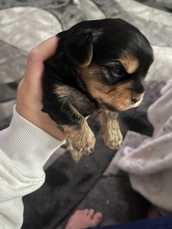 Yorkshire Terrier puppies for sale in Tipton, West Midlands – 2 weeks old - Image 13 of 15
