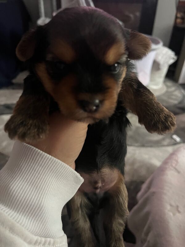 Yorkshire Terrier puppies for sale in Tipton, West Midlands – 2 weeks old - Image 14 of 15