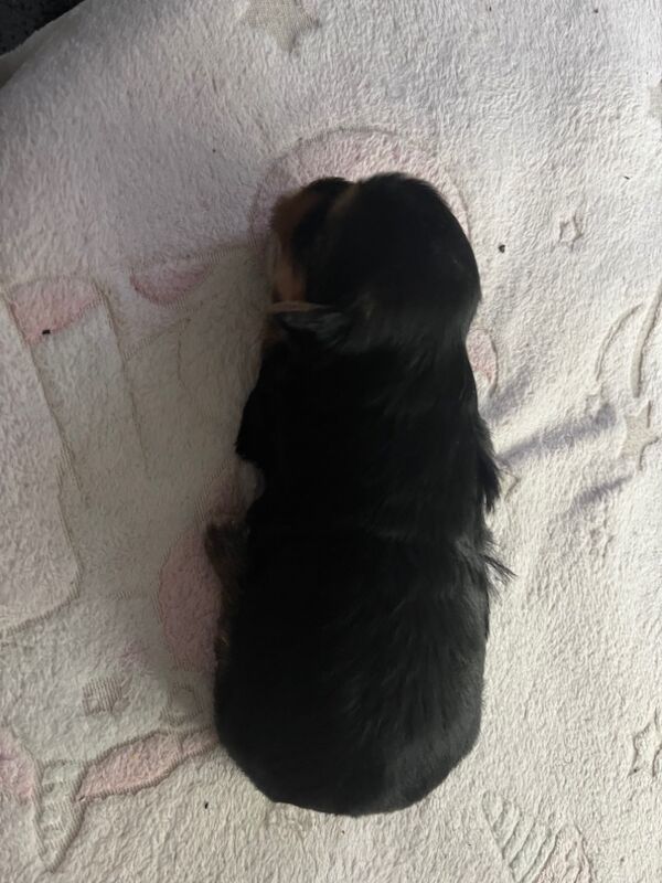 Yorkshire Terrier puppies for sale in Tipton, West Midlands – 2 weeks old - Image 15 of 15
