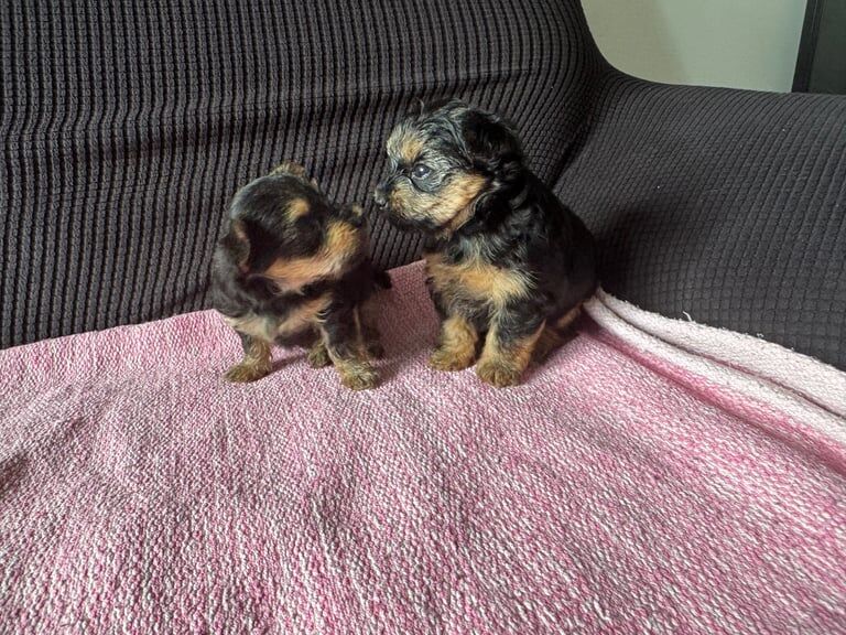Yorkshire Terrier puppies for sale in Arnold, Nottinghamshire – 4 weeks old